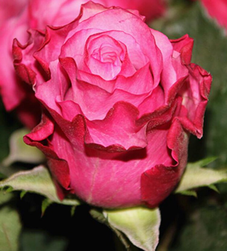 魅影灌木月季切花玫瑰花苗大花四季开花庭院阳台盆栽植物