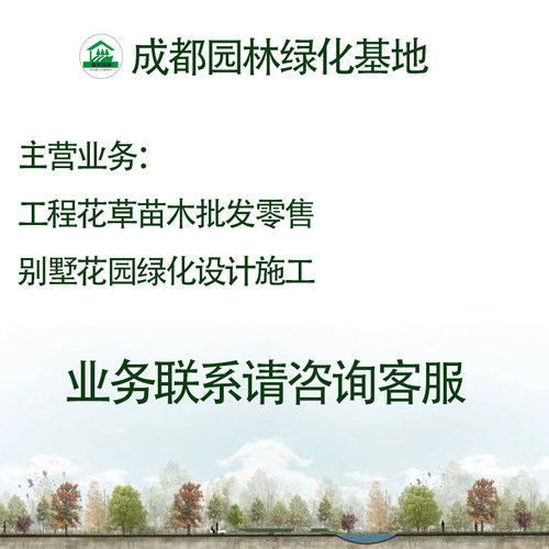 八角金盘庭院绿化四季常青耐阴耐寒抗污染观叶植物绿化苗木工程苗 - 图2