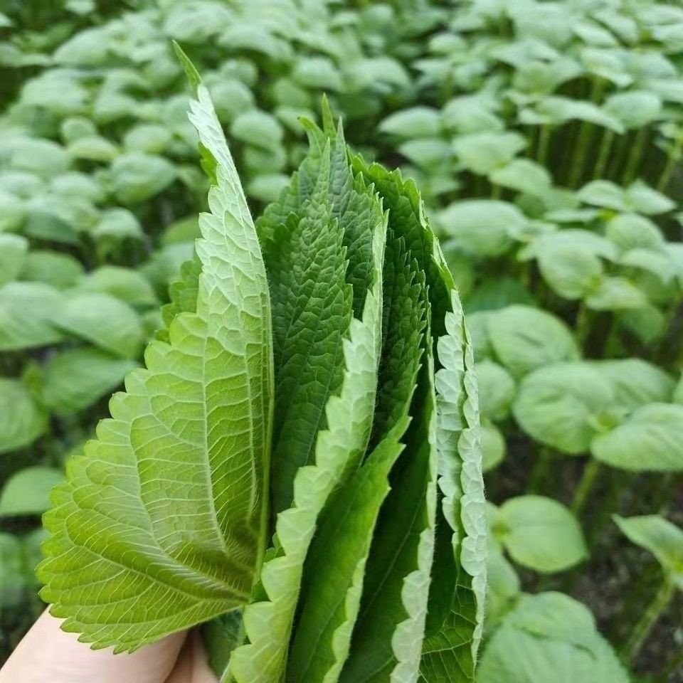 新鲜蔬菜苏子叶东北特产紫苏叶蘸酱菜烤肉煎肉韩式料理顺丰包邮 - 图1