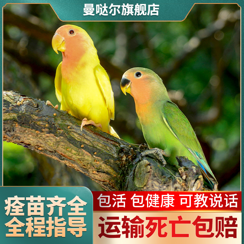 牡丹鹦鹉活鸟活物手养黄桃绿桃小鸟会学说话的宠物鸟家养成年繁殖-图0