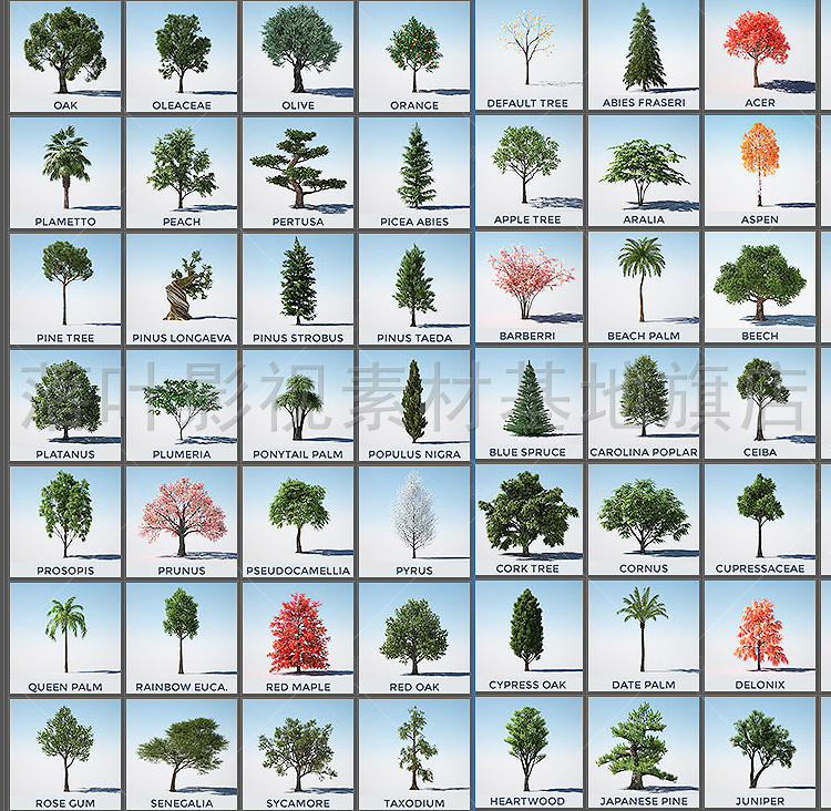 C4D植物插件 Forester花草植物插件R17-R26  Win Forester插件 - 图1