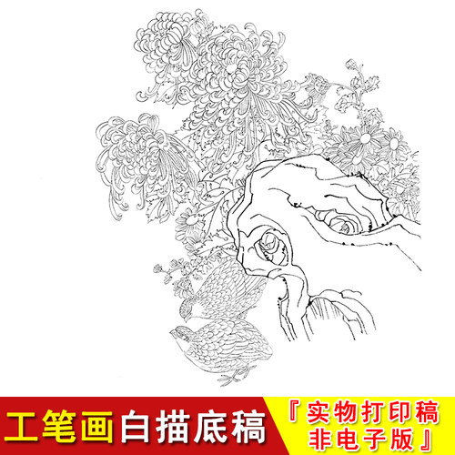 工笔画白描底稿梁燕生-花鸟-斗方小品-菊花鹌鹑-长久居安A272 - 图0