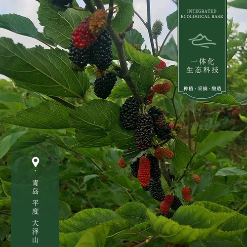 Сладкое вино самовидное вино вино вино из чистого сырого, ферментированное сладкое -тип миссис с низким фруктовым вином, 5 фунтов баррелей, тутовидная сухой красный цвет