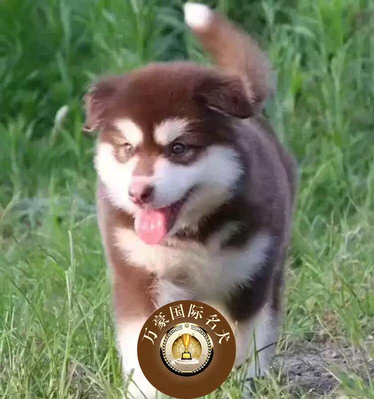 北京犬舍常年出售优质活体赛级阿拉斯加犬宠物幼犬出售狗狗雪橇犬