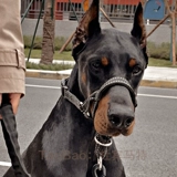 Коррекция корпуса собаки -воздухопроницаемость и расширенные большие собаки Rowa Vaso