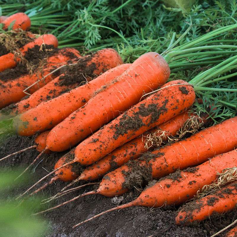 胡萝卜新鲜水果萝卜脆甜生吃红心罗卜带泥农家红皮蔬菜5斤10-图2