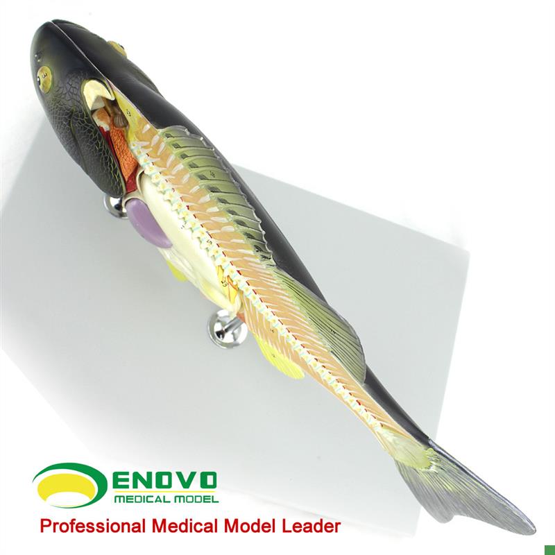 ENOVO正品鱼解剖模型水u产养殖专业科学教学实验模型生物动物模型 - 图1