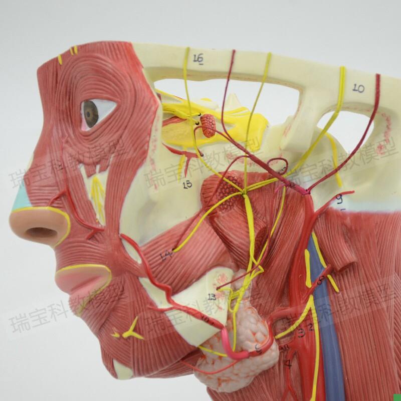 面部动脉分布模型麻醉解剖教学局部浅层神经O静脉微整形美容神经 - 图0