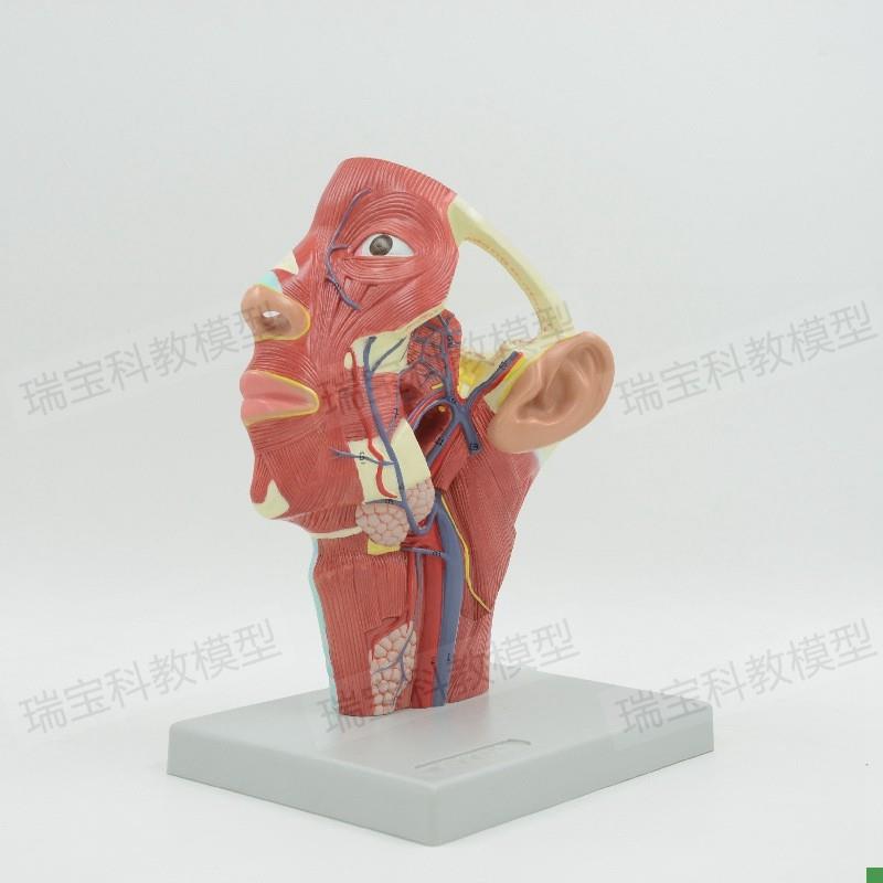 面部动脉分布模型麻醉解剖教学局部浅层神经O静脉微整形美容神经 - 图2