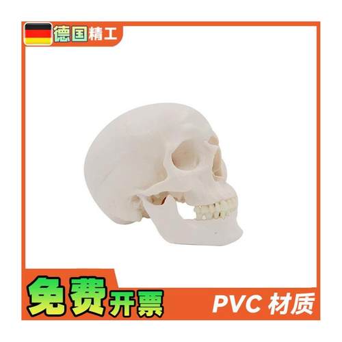 德国】PNT-0150B白头骨B树脂工艺品1:1骷髅S头模型美术骷髅头雕 - 图3
