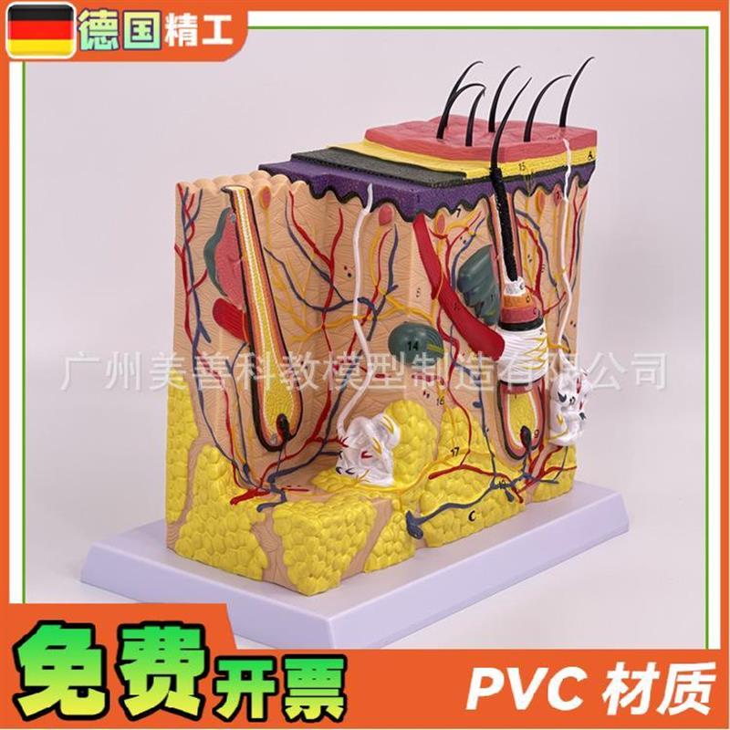 立体皮肤组织结构放m大模型层次人体构造分层解剖模具美容整形毛 - 图0