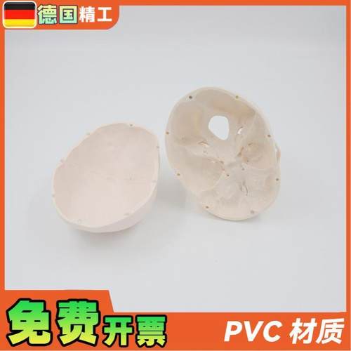 德国】PNT-0150B白头骨B树脂工艺品1:1骷髅S头模型美术骷髅头雕 - 图2