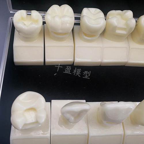 牙科4倍大窝洞制备模型四倍牙齿备牙标准示范嵌体洞R型12个M7025 - 图1