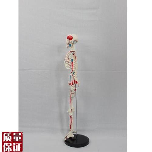 85CM附半边肌肉起止的骨骼(B标数字)人体骨骼模型医药展示器 - 图1