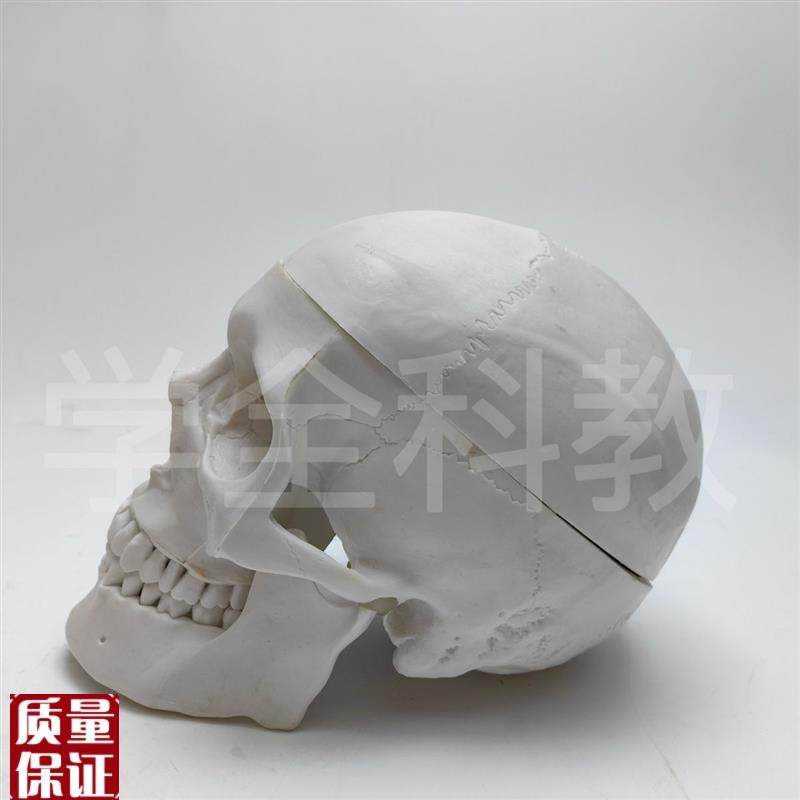 人体头骨仿真g模型骷髅可拆卸头颅医学教学用具颅骨美术医用摆,淘宝优惠券,粉丝福利购,淘宝优惠卷