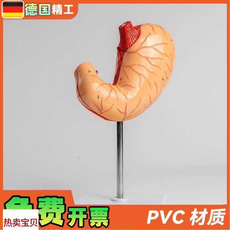 德国自然大胃2部件生物胃部解刨模型教学用品学V生上课实验教材 - 图1