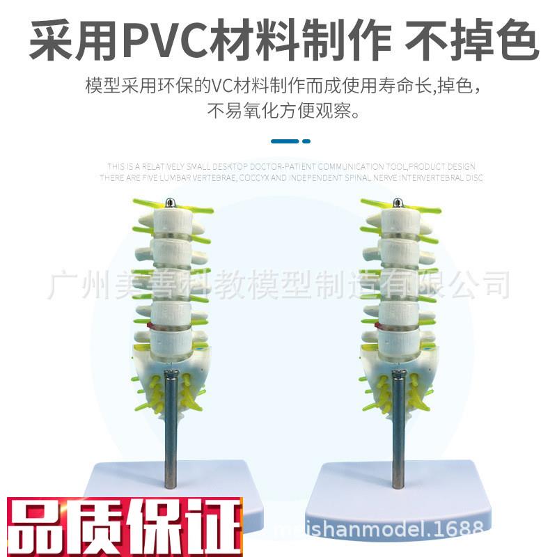 小型腰椎带尾椎骨模型5节带腰椎间盘的腰Q椎骶骨尾骨和脊椎 - 图2