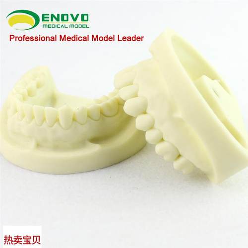 ENOVO颐诺白刚玉牙模型牙体预备操作制备练习离体牙Z洞备牙医练 - 图1