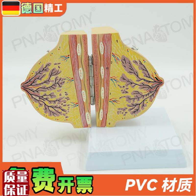 德国】女性仿真乳房乳腺解剖模型妇产科产后修复U培训丰胸整形教 - 图2