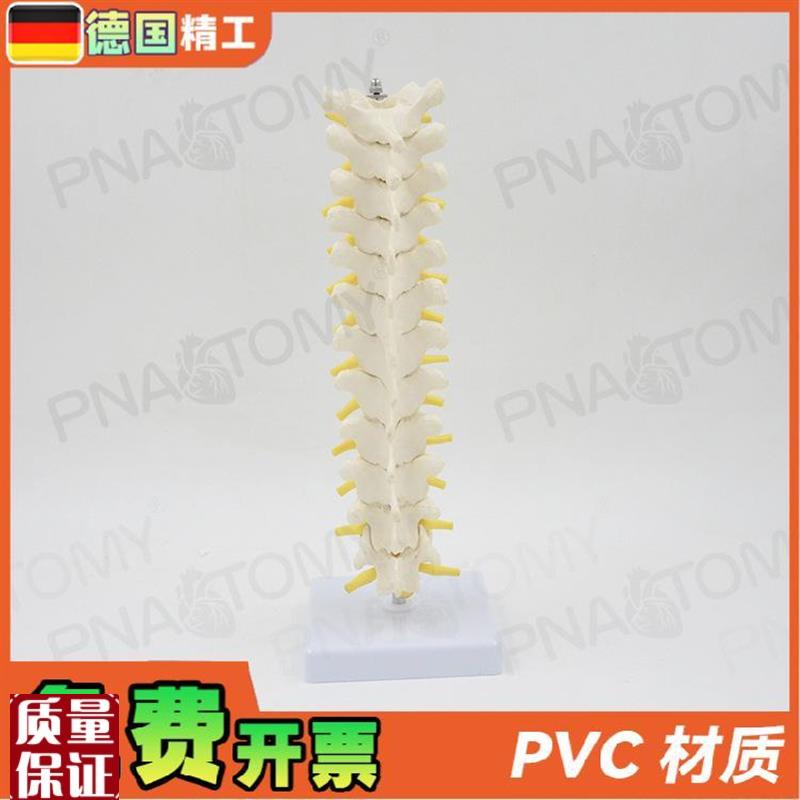 德国】11人体胸椎模型脊椎腰椎E颈椎胸椎正骨骨科骨骼模型医 - 图1