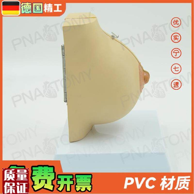 德国】女性仿真乳房乳腺解剖模型妇产科产后修复U培训丰胸整形教 - 图0