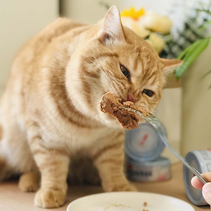 METZ玫斯全价主食猫罐头云朵猫粮成幼猫咪湿粮罐营养85g - 图2