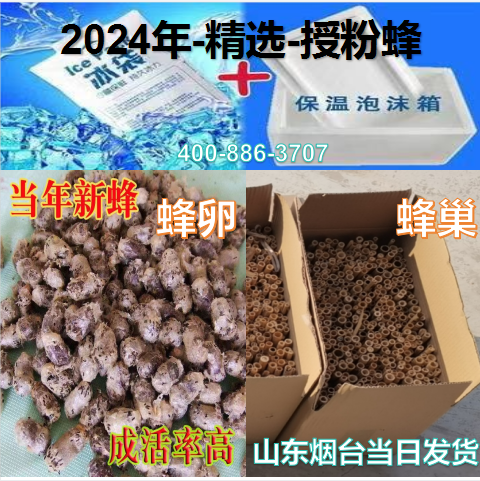 【诚信卖家】+蜂之王+角额壁蜂授粉苹果桃子樱桃果树大棚授粉壁蜂 - 图0