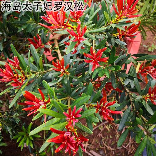 海岛太子妃罗汉松扦插苗 红芽紫真趣罗汉松树苗 四季罗汉松 - 图0