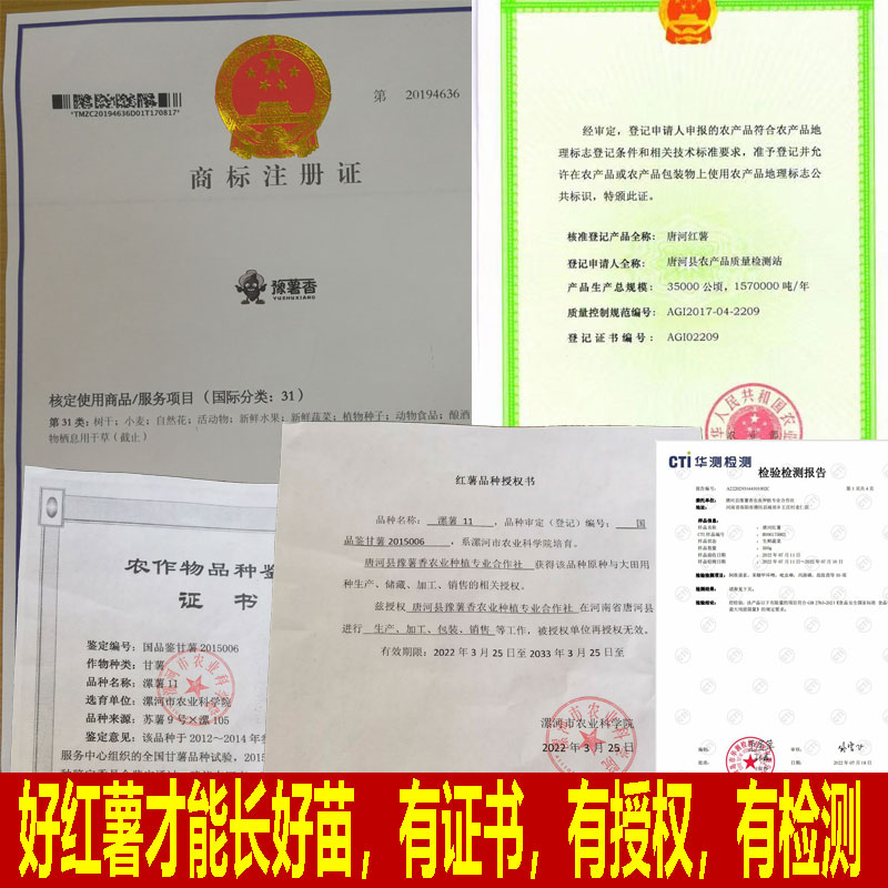 商薯19白心板栗红薯种苗脱毒蜜薯苗种地瓜苗秧番薯高淀粉山芋秧苗
