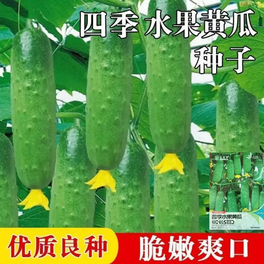 水果黄瓜种子一年四季春夏秋冬挂满架摘不败耐热无刺全雌小黄瓜籽,淘宝优惠券,粉丝福利购,淘宝优惠卷