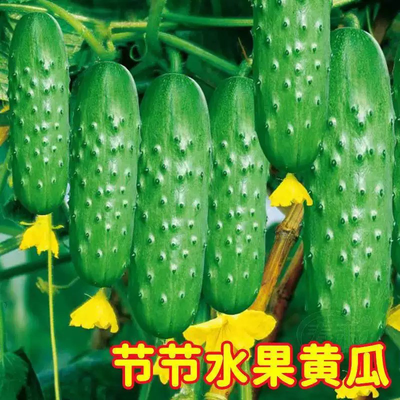 水果黄瓜种子一年四季春夏秋冬挂满架摘不败耐热无刺全雌小黄瓜籽,淘宝优惠券,粉丝福利购,淘宝优惠卷