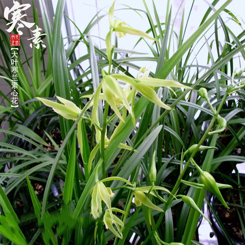 大叶寒兰寒素秋冬季带花苞浓香型兰花苗室内阳台花卉绿植盆栽植物 - 图2