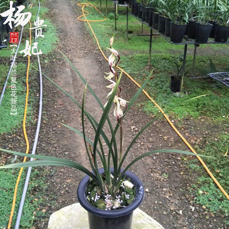 大叶寒兰杨贵妃春秋冬季带花苞名贵兰花苗草室内阳台花卉绿植浓香-图1