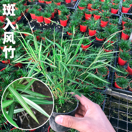 日本姬翠竹 青轴力竹 日本山野草斑入虎斑风竹绿植水陆缸造景植物 - 图1