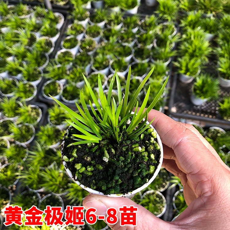 【八个品种】微型盆景金钱菖蒲虎须水培随手香水陆缸盆栽绿植兰花-图1