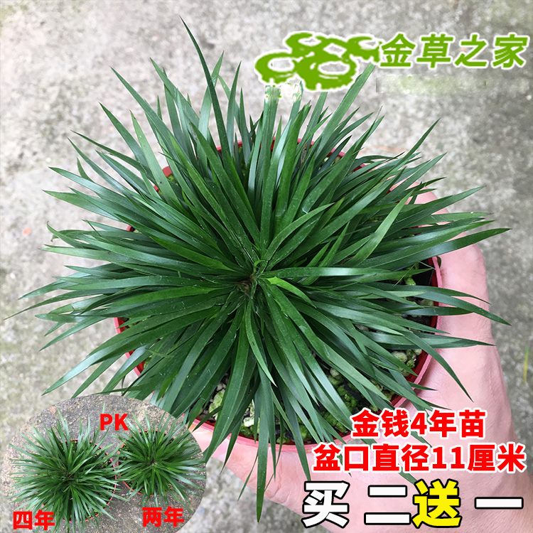 【金草之家】微型盆景金钱菖蒲虎须水培随手陆缸盆栽绿植兰花室内 - 图2