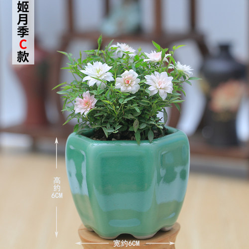 姬月季日本超微姬乙女蔷薇玫瑰迷你微型盆景小盆栽开花阳台花卉 - 图2