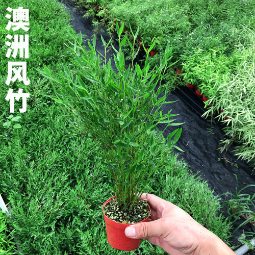 日本姬翠竹 青轴力竹 日本山野草斑入虎斑风竹绿植水陆缸造景植物 - 图0