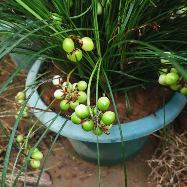 室内耐阴植物耐寒绿化虎须兰蓝宝石虎须草吊兰草装饰麦冬草净化空-图3