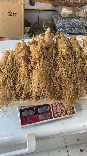 长白山特大新鲜人参半斤250克g单支五两人参新鲜人参非林下参顺丰