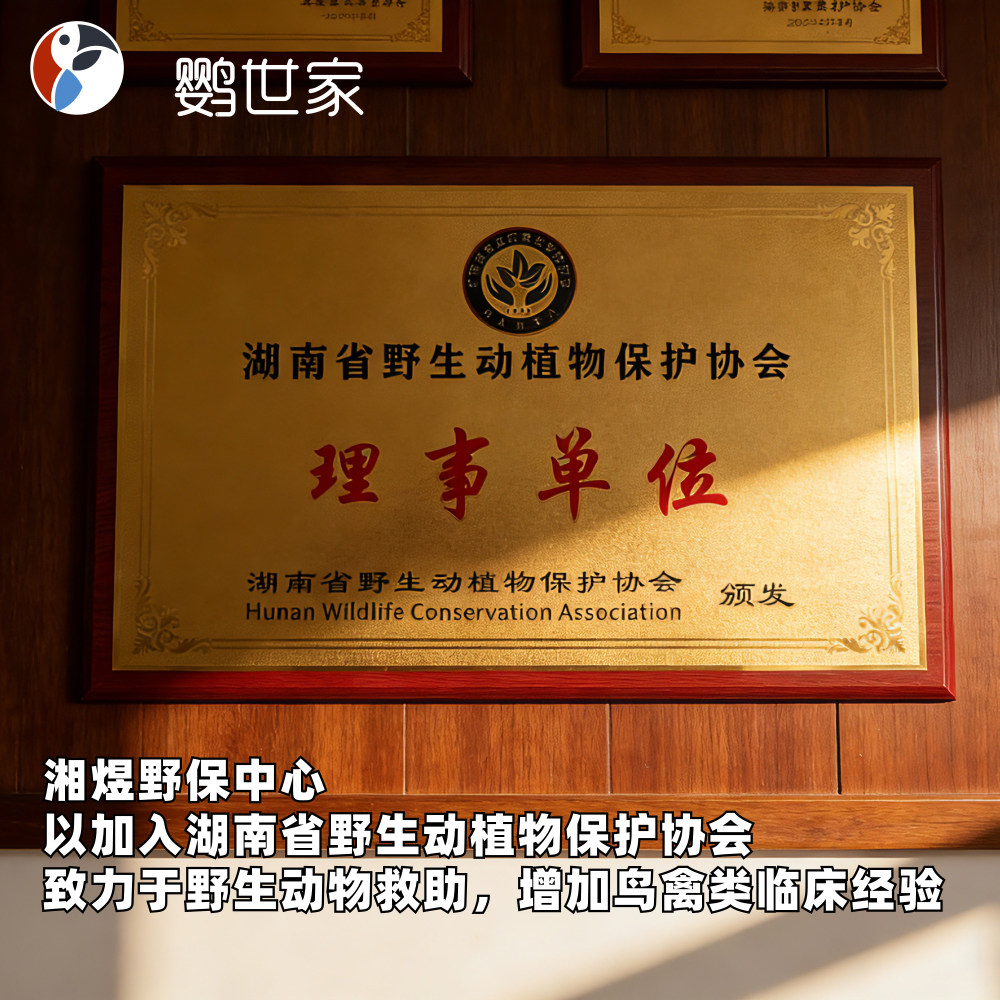 鹦鹉兽医生在线问诊疗看病咨询虎皮牡丹玄凤小太阳和尚鸟禽类医院,淘宝优惠券,粉丝福利购,淘宝优惠卷