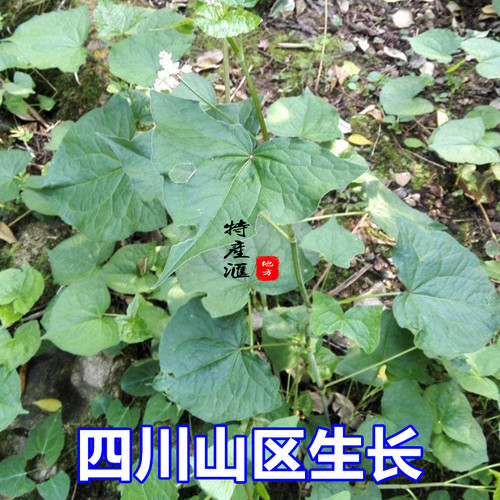 2斤包邮新鲜野荞麦根 现挖野兰荞土三七金乔麦苦荞头苦荞麦中药材 - 图3