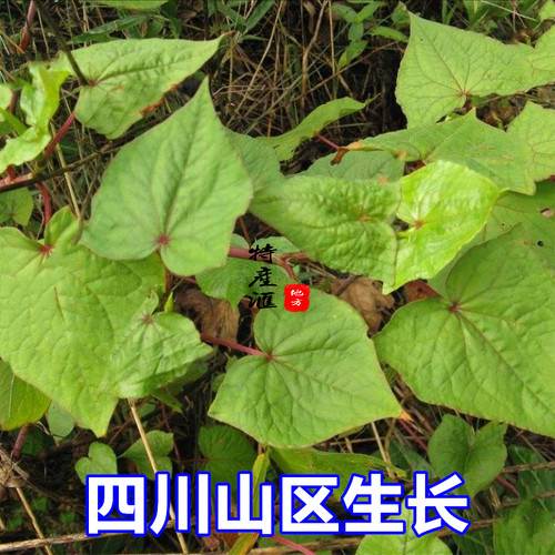 2斤包邮新鲜野荞麦根 现挖野兰荞土三七金乔麦苦荞头苦荞麦中药材 - 图0