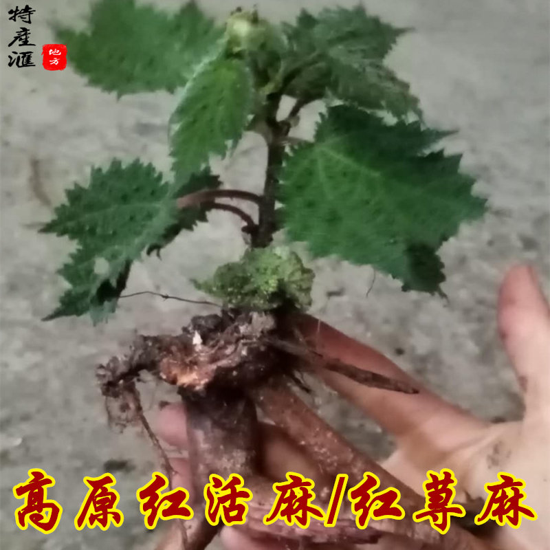 新鲜红活麻根正宗红荨麻草根500g包邮红禾麻红霍麻干纯根中药材_虎窝淘