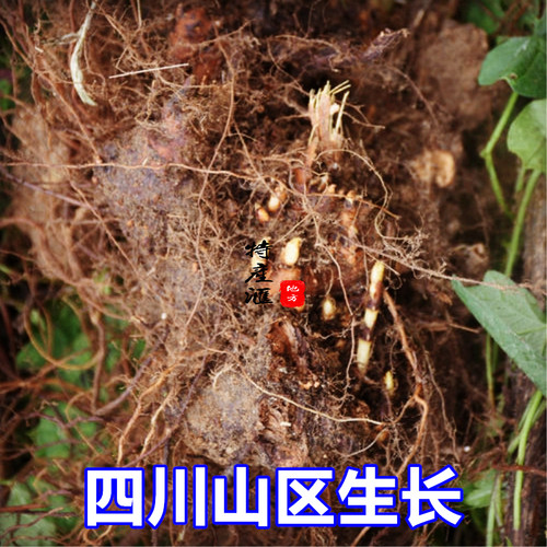 2斤包邮新鲜野荞麦根 现挖野兰荞土三七金乔麦苦荞头苦荞麦中药材 - 图2