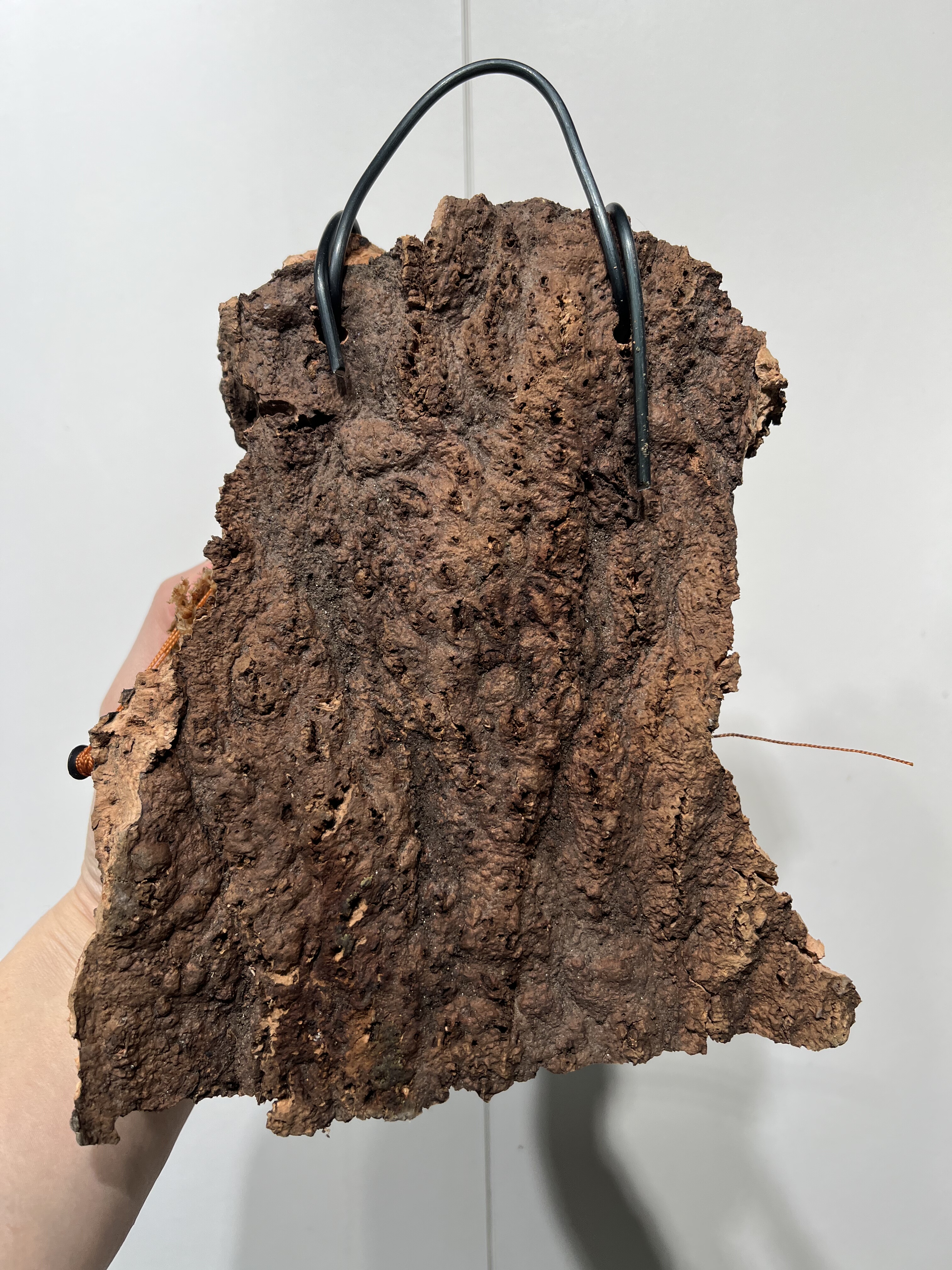 一物一拍软木板水苔球 板17*19厚度4cm 水苔球12.5cm送绑绳B472,淘宝优惠券,粉丝福利购,淘宝优惠卷