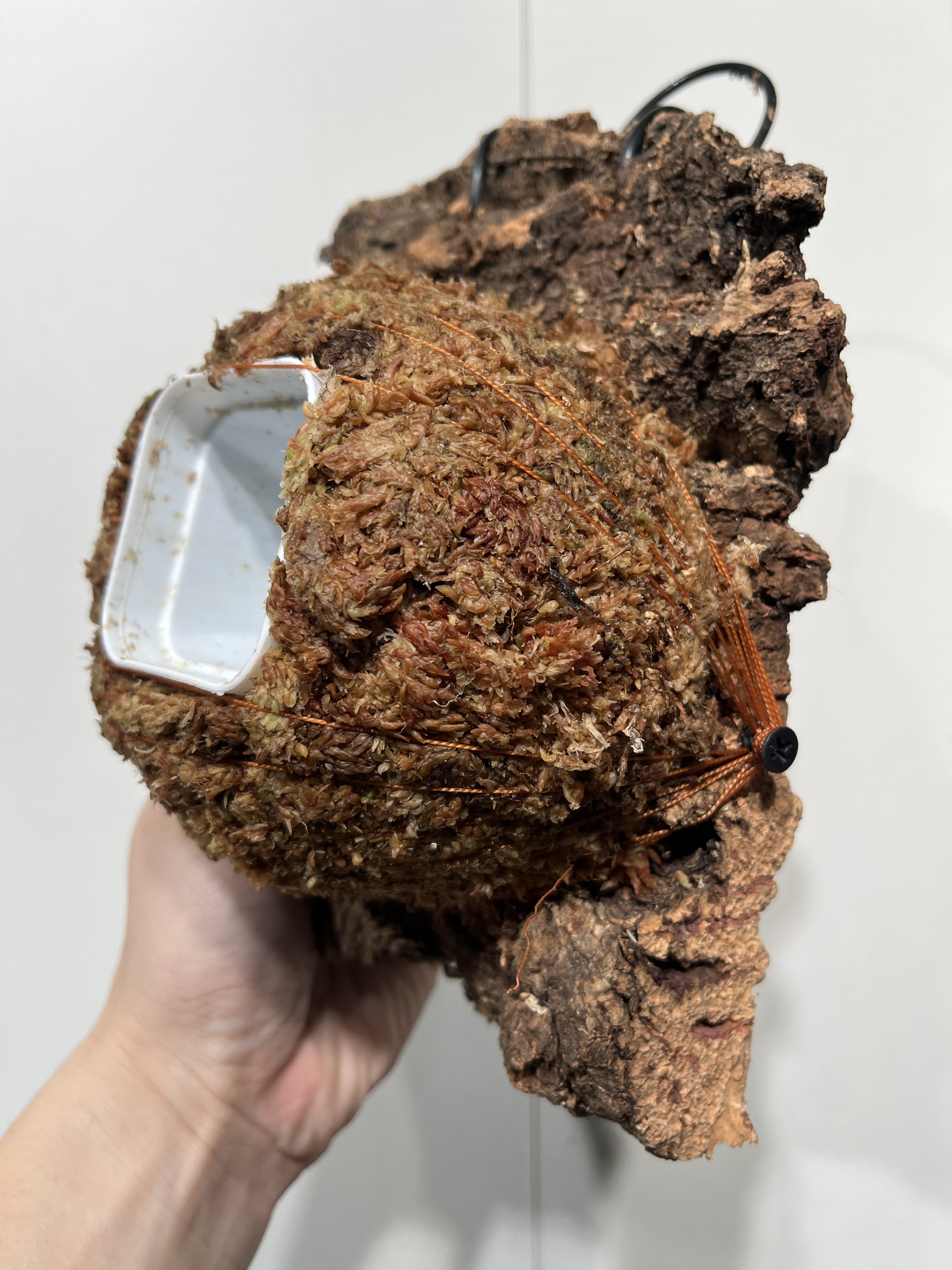 一物一拍软木板水苔球 板13*20厚度4.5cm 水苔球12.5cm送绑绳B473,淘宝优惠券,粉丝福利购,淘宝优惠卷