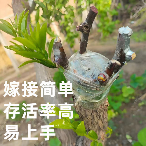 李长娃正宗蟠枣树苗接穗嫁接枝条耐寒树苗南北方种植庭院庭院种植 - 图2