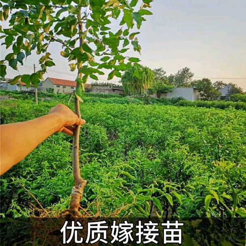 李长娃长艳二代蟠枣树果苗南北方耐寒冰糖特大活苗当年结果易种植 - 图0