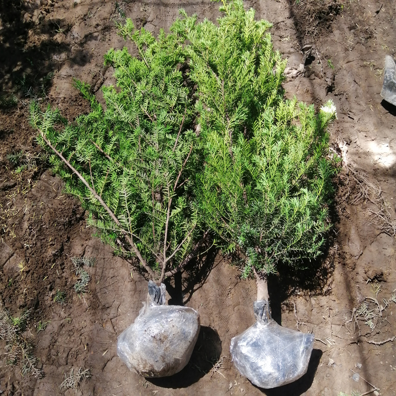 耐寒大型正宗东北红豆杉大树树苗盆栽地栽植物室内好养当年接果子-图2